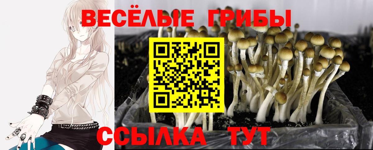 Псилоцибиновые грибы Psilocybe Новороссийск